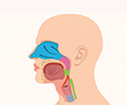 Head and Neck Cancers